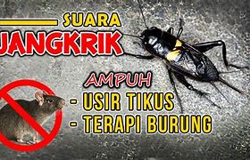 Youtube Suara Jangkrik Pengusir Tikus